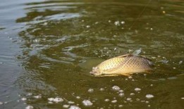 二毛野钓爆料视频下载,视频爆料中的垂钓技巧与心得分享